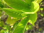 IMG_6468